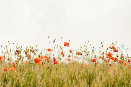 A vibrant field of flowers in full bloom, symbolizing renewal, clarity and the beauty of intentional living.