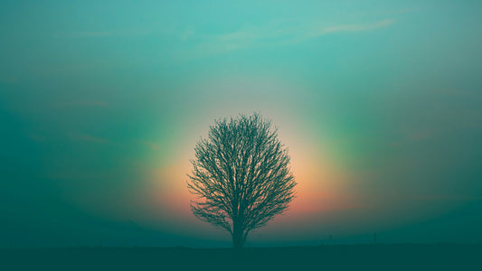Coming Home to Yourself: Releasing the Need for External Validation