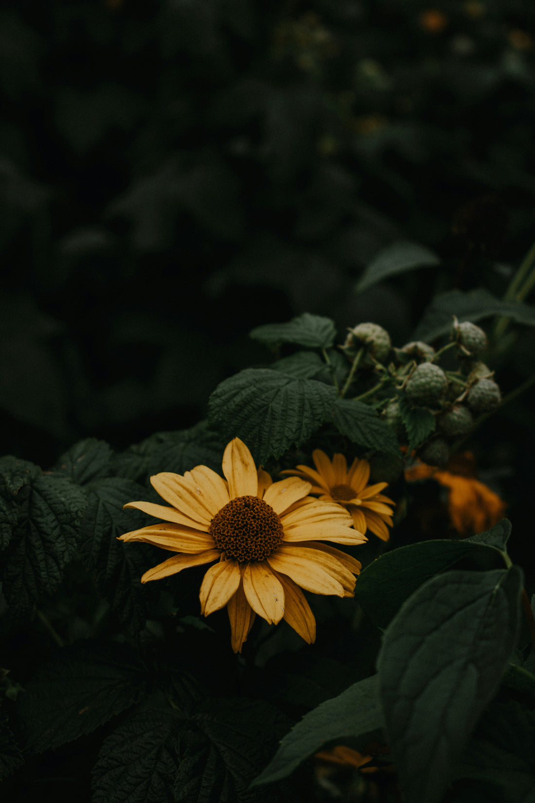 Sunflower Image for spiritual quote