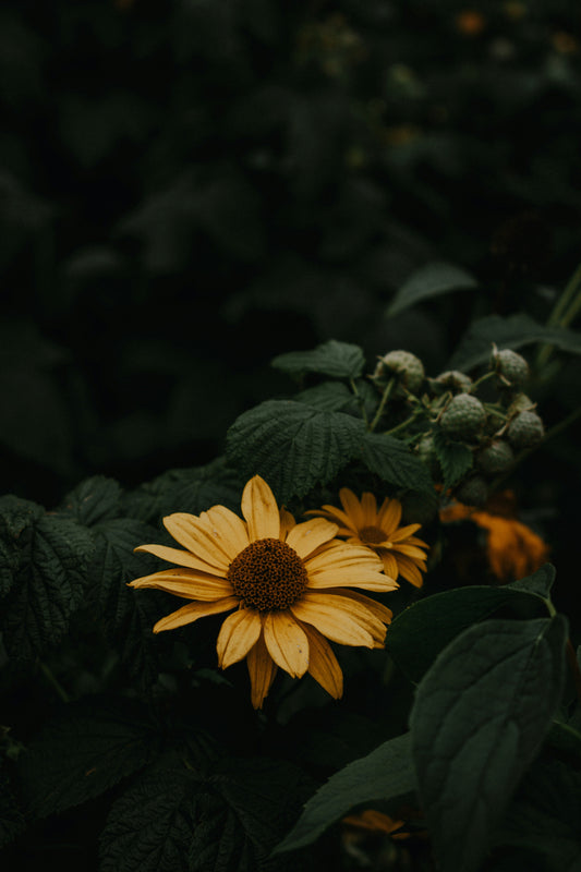 Sunflower Image for spiritual quote